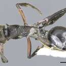 Plancia ëd Polyrhachis nofra Bolton 1975