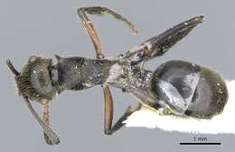 Image of Polyrhachis nofra Bolton 1975