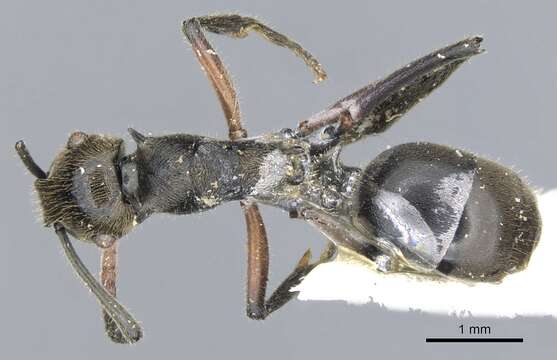 Plancia ëd Polyrhachis nofra Bolton 1975