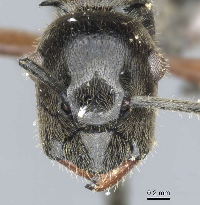 Image of Polyrhachis nofra Bolton 1975