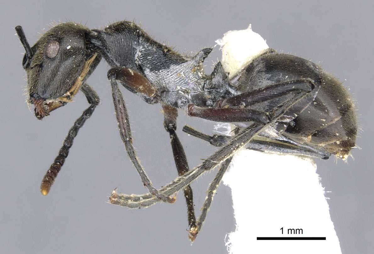 Image of Polyrhachis nofra Bolton 1975