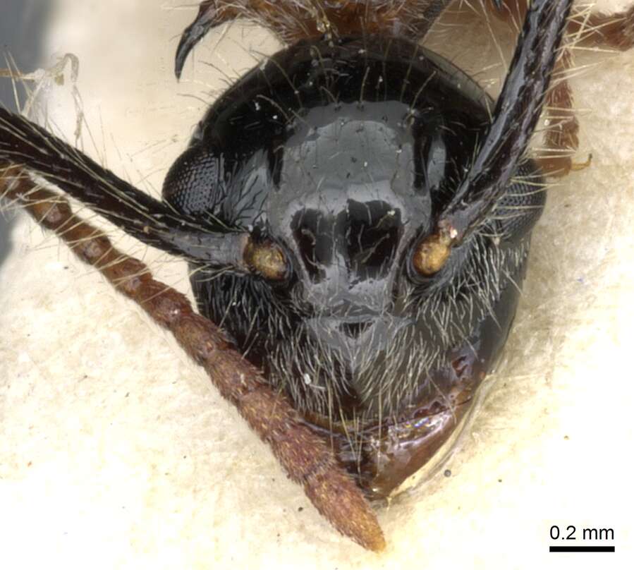 Image of Polyrhachis gracilior Forel 1893
