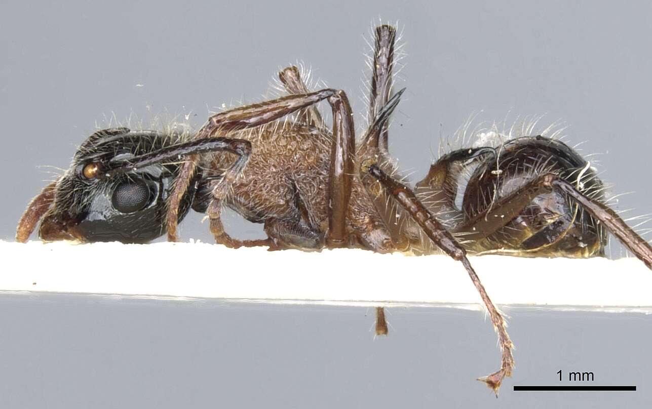 Image of Polyrhachis gracilior Forel 1893