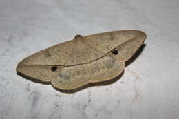 Image of Conolophia nigripuncta Hampson 1891