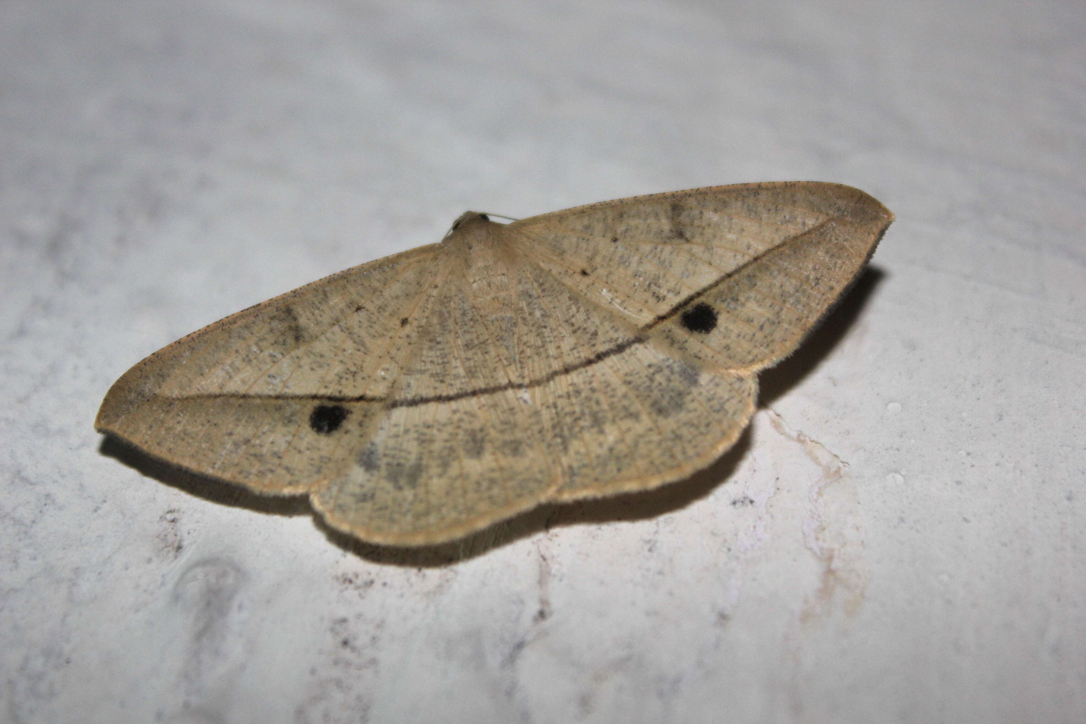 Image of Conolophia nigripuncta Hampson 1891