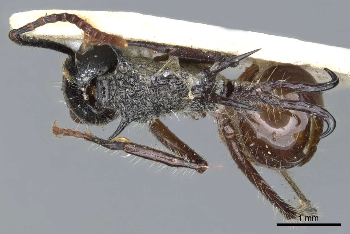 Image of Polyrhachis furcata Smith 1858