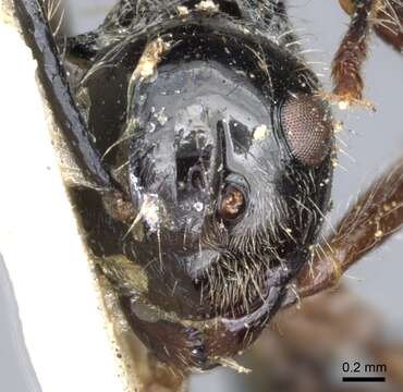 صورة Polyrhachis furcata Smith 1858