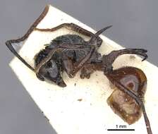 Image of Polyrhachis furcata Smith 1858