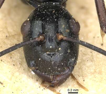 Image of Polyrhachis paromala Smith 1863