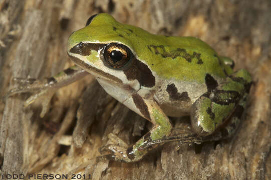 Image of Ornate Chorus Frog