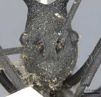 Image of Polyrhachis armata (Le Guillou 1842)