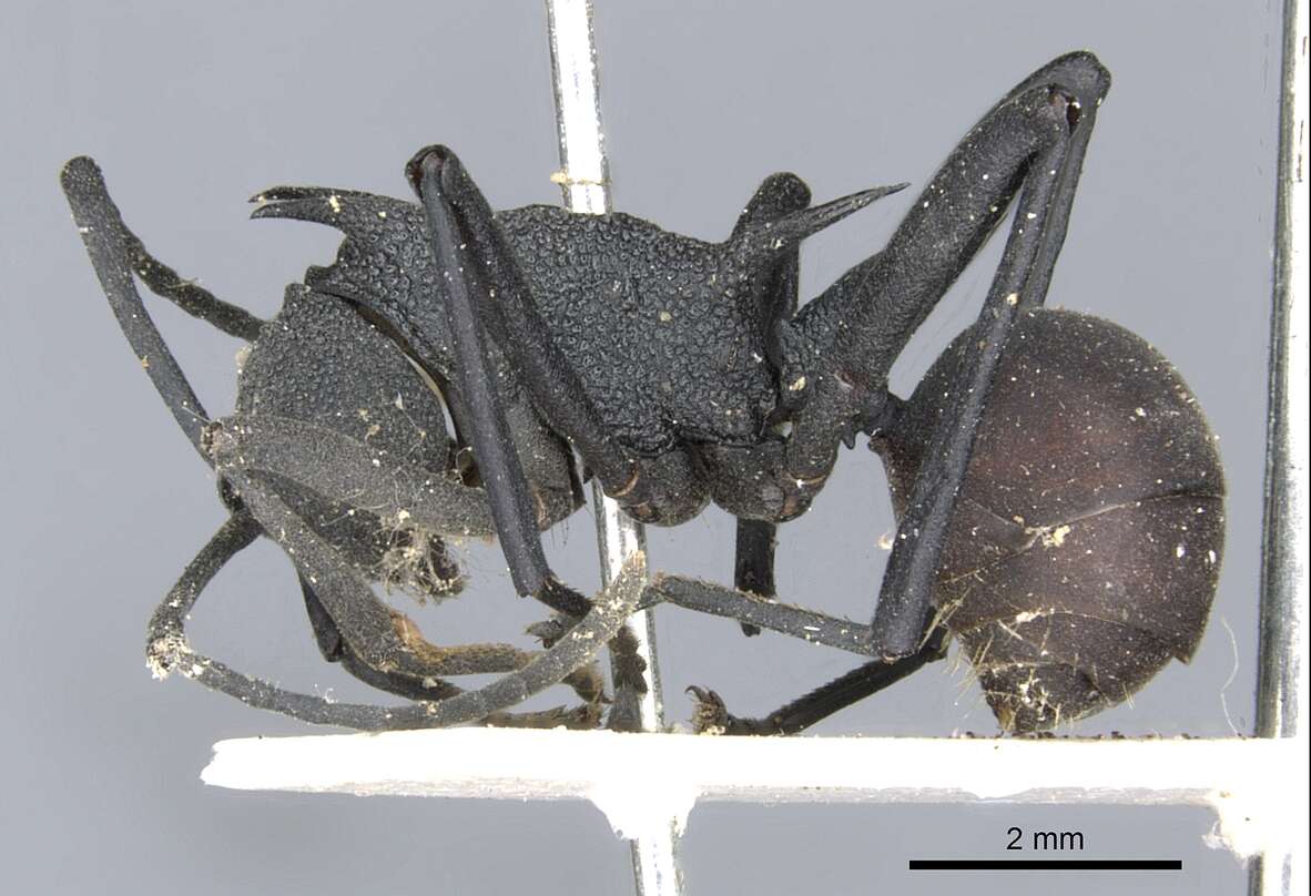 Image de Polyrhachis armata (Le Guillou 1842)