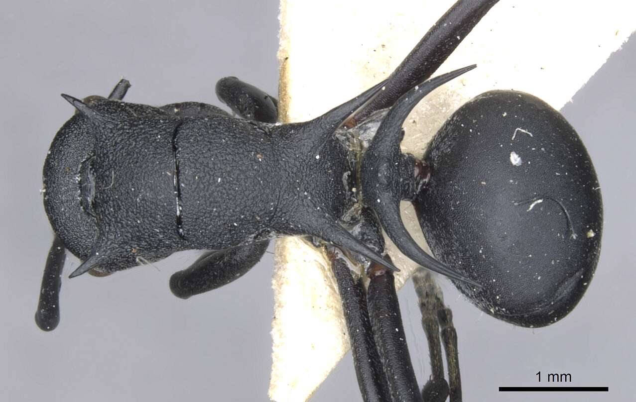 Image of Polyrhachis thompsoni Bingham 1903