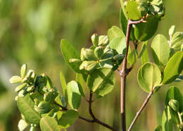 Image of White Mangroves