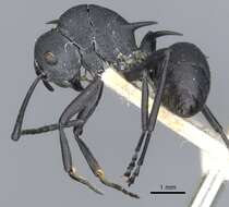 Image of Polyrhachis thompsoni Bingham 1903