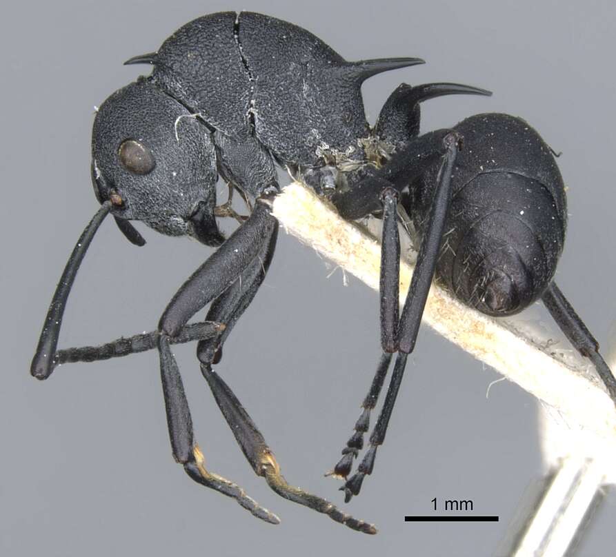 Image of Polyrhachis thompsoni Bingham 1903