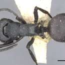 Image of Polyrhachis hauxwelli Bingham 1903