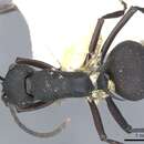 Image de Polyrhachis xanthippe Forel 1911