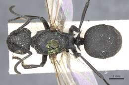 صورة Polyrhachis lacteipennis Smith 1858