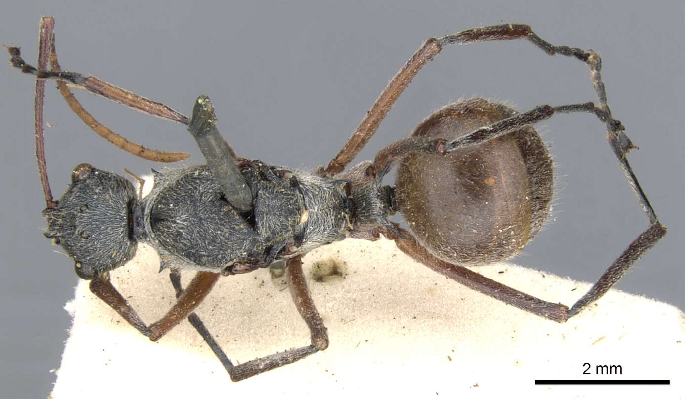 Image of Polyrhachis bicolor Smith 1858