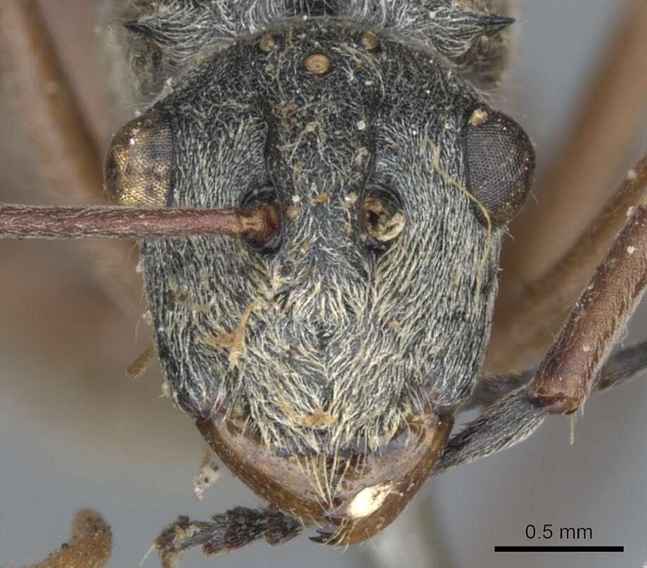 Image of Polyrhachis bicolor Smith 1858