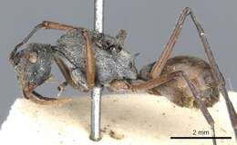 Image of Polyrhachis bicolor Smith 1858