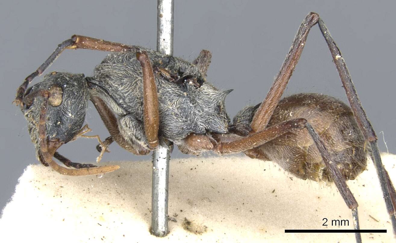 Image of Polyrhachis bicolor Smith 1858