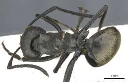 Image of Polyrhachis dives Smith 1857