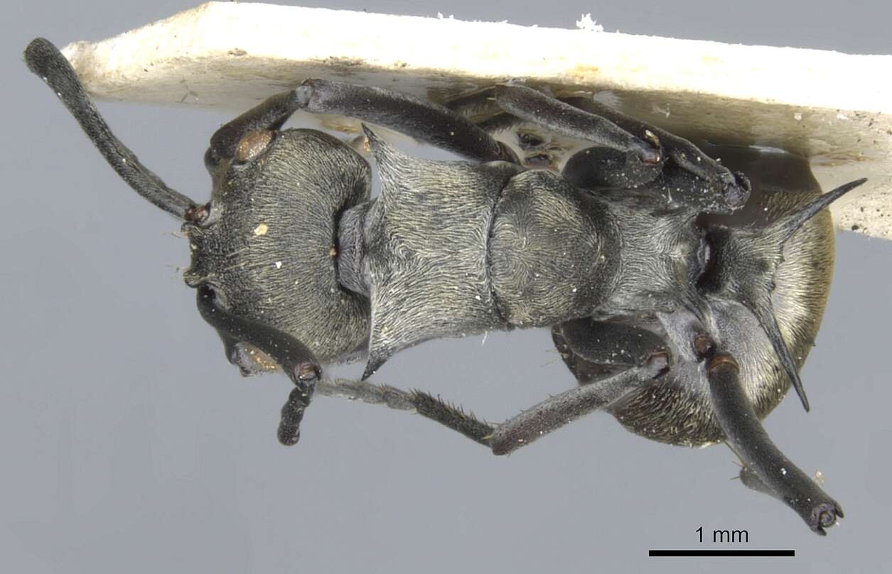 Image of Polyrhachis dives Smith 1857