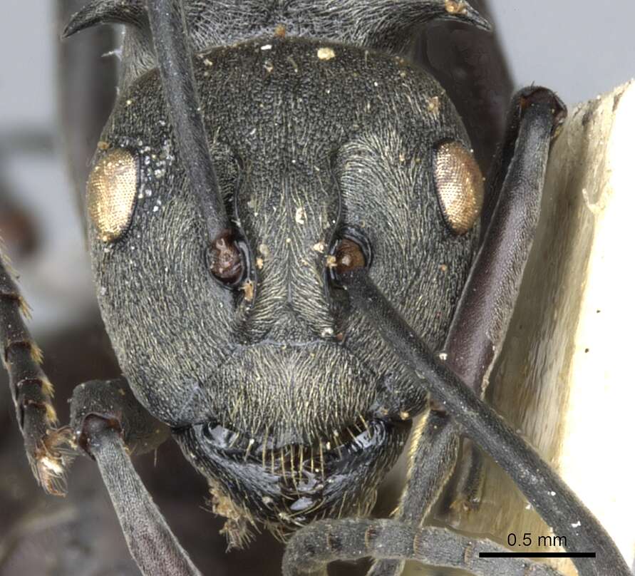 Image of Polyrhachis dives Smith 1857