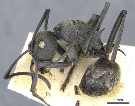 Image of Polyrhachis dives Smith 1857