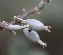 Image of Elaeagnus conferta Roxb.