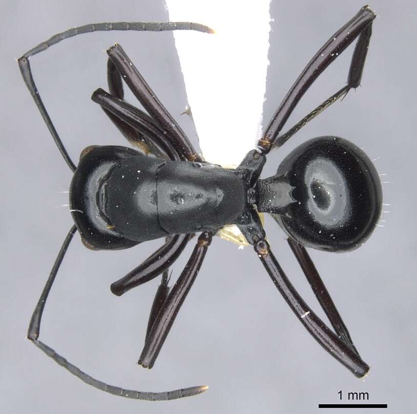 Image de Polyrhachis aporema