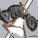Image of Polyrhachis barryi