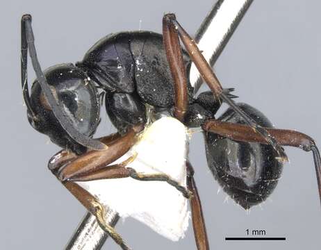 Plancia ëd Polyrhachis barryi