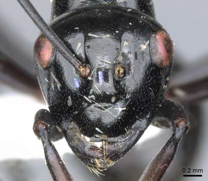 Image of Polyrhachis conspicua