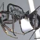 صورة Polyrhachis conspicua