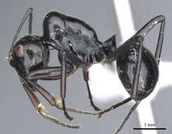 Image of Polyrhachis conspicua