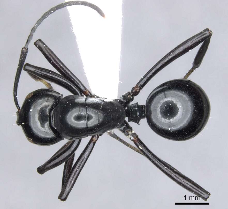 Image of Polyrhachis hybosa