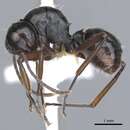 Image of Polyrhachis inducta