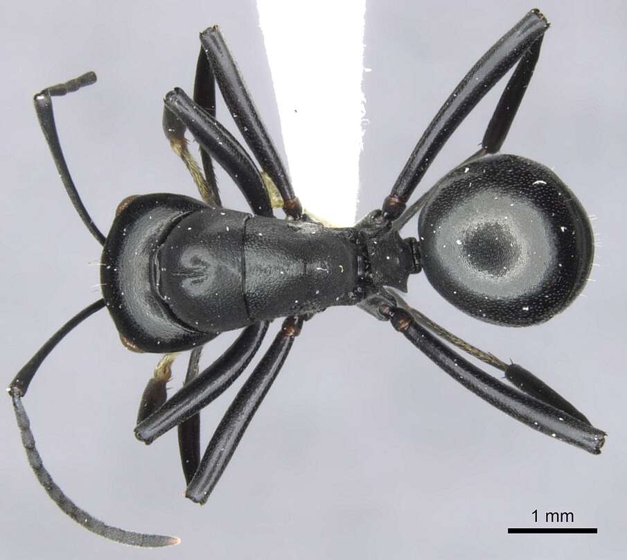 Image de Polyrhachis inflata