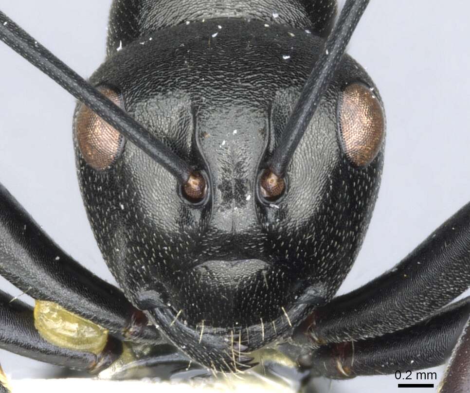 Image de Polyrhachis inflata