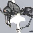 Image of Polyrhachis inflata