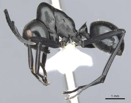 Image de Polyrhachis inflata