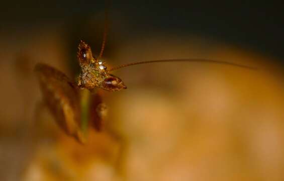 Image of Otomantis