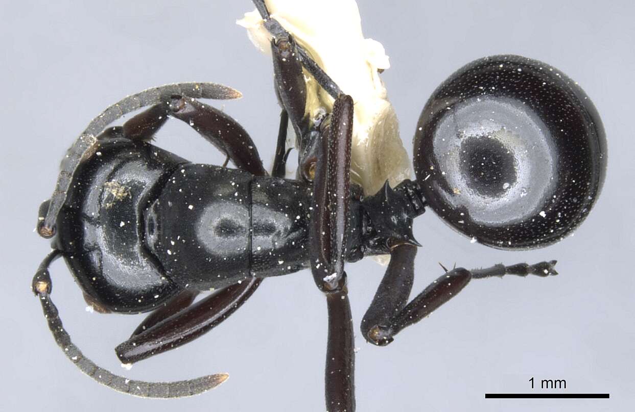 Image of Polyrhachis undulata