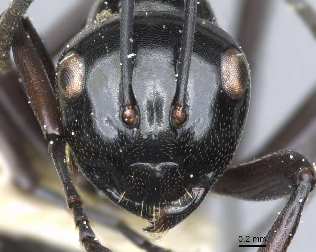 Image of Polyrhachis undulata