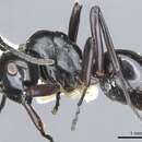 Image de Polyrhachis undulata