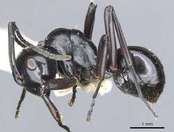 Image of Polyrhachis undulata