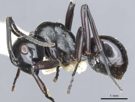 Image of Polyrhachis undulata